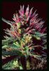 beautiful_bud_marijuana_plant_cannabis.jpg