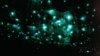 waitomo-glowworm-caves-3.jpg