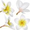 lifelike-frangipani-vector-175618.jpg