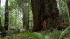 Beautiful-Places-in-HD-Redwood-National-Park--CA--Tall-Trees-Grove-e8070493.jpg