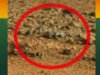 Animal on Mars(1).jpg