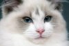 89995-850x563-Lovely_Ragdoll_3.jpg