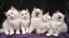 Ragdoll-Kittens-88.jpg