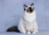 Birman Cat.jpg