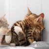 kitten_hugs_mother_cat.jpg