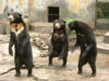 1024px-Sun_bear_medan_old_zoo.JPG