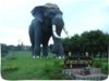 elephant-thaihistory1.jpg