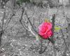 rosegarden.jpg