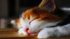 cute-sleeping-cat-wallpaper-desktop-free-download-wallpaper-cute-cat-sleeping-desktop-free-downl.jpg