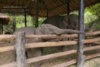 Maesa-Elephant-Camp-Chiang-Mai-07.jpg