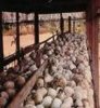 12CambodiaWitness_skulls.JPG