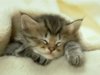 sleeping-kitten.jpg