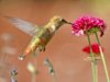 Hummingbird_07.jpg