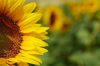 S5_128_9594_sunflower_y.jpg