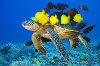 020965-450-green-sea-turtle.jpg