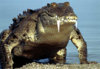 american-crocodile-emerging-water.jpg