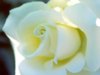 white rose - closed up.jpg