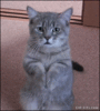CAT-GIF-Cute-Cat-sanding-up-begging-for-food-please-feed-me.gif