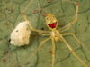 spider-guarding-eggs-683251-sw.jpg