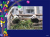 panda-new year.jpg