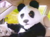 panda1.jpg