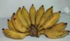 Mกล้วย4-7-52.jpg