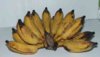 Mกล้วย6-7-52.jpg