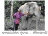 นายสมโชค-ชูบาล---พังนาตาลี.jpg