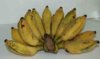 Mกล้วย3-7-52.jpg