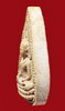 ชินราช ปี21-4.jpg