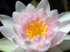 ist1_744148_water_lily.jpg