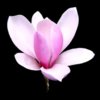 magnolia_index.jpg
