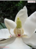 still magnolia.jpg