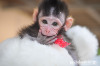 Macaque-rescue-MaKut_Baby-Monkey-200416-28-sm.jpg