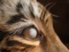 tiger-eye-problem02-cornea.jpg