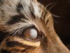 tiger-eye-problem02-cornea.jpg