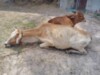 oSRpPumfEM3aAOuY-mS-a5uI35HmGuQXWBIPOQu-DNdCIpM0FvGnY49Gj6tOCE&_nc_zt=23&_nc_ht=scontent.fbkk8-4.jpg