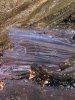 IMG_2540.jpeg