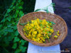 PlantsPics_reply_98141.jpg