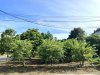 IMG_3602.jpeg