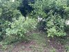 IMG_5299.jpeg
