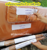 พัชนีรวม.png