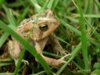 june-25-2007-mr-toad-and-clouds-018-copy-small.jpg