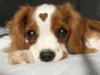 lovelydog1.gif