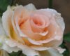 Roses_after_rain_20051107_008.jpg