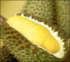 durian_th.jpe