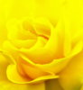 yellow rose1.jpg