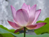 lotus111.jpg