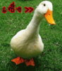 duck8.jpg