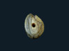 เสือ ล่าง.jpg